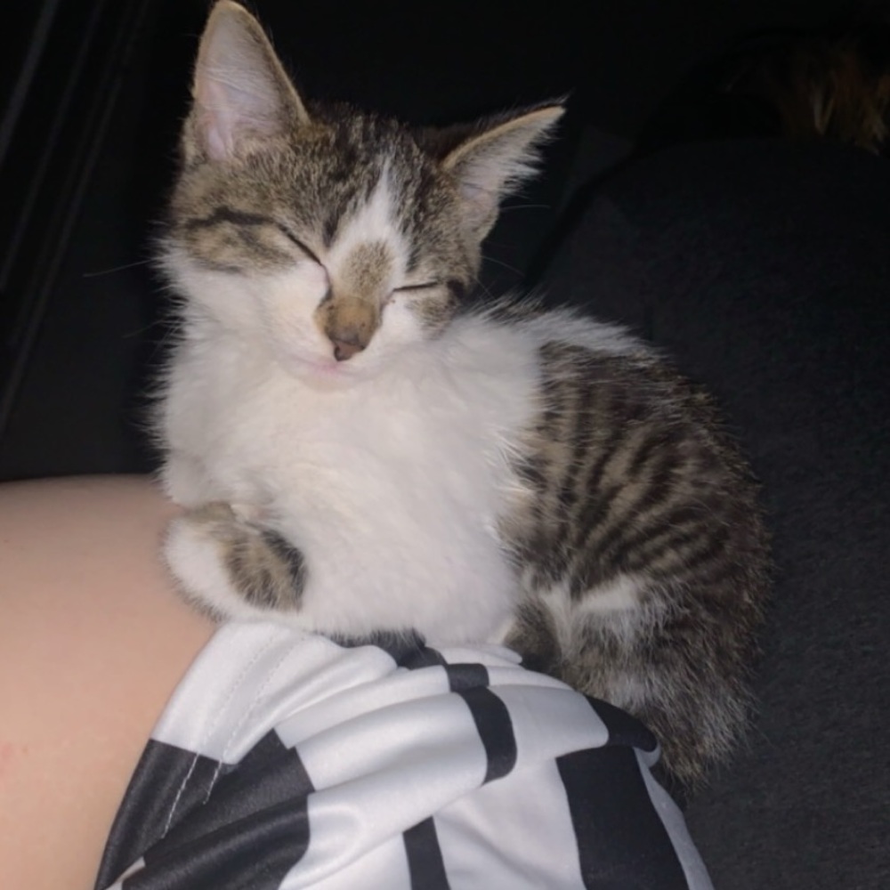 Meet your Posher, Zylia